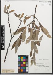 Foto von Salix glaucosericea Flod.